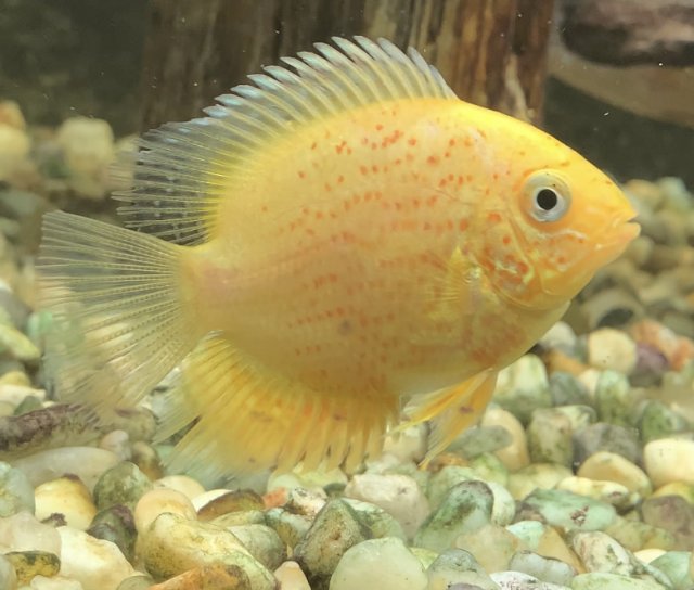 Red spotted sevrum