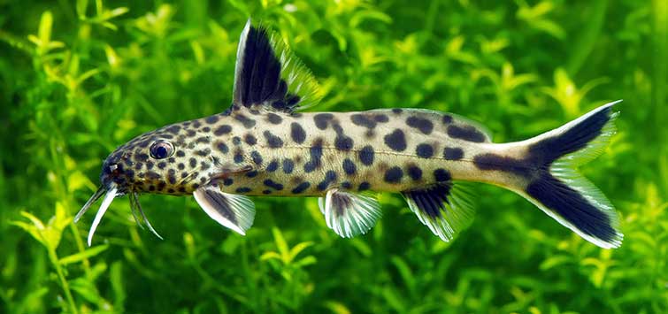Dwarf Lake Catfish
