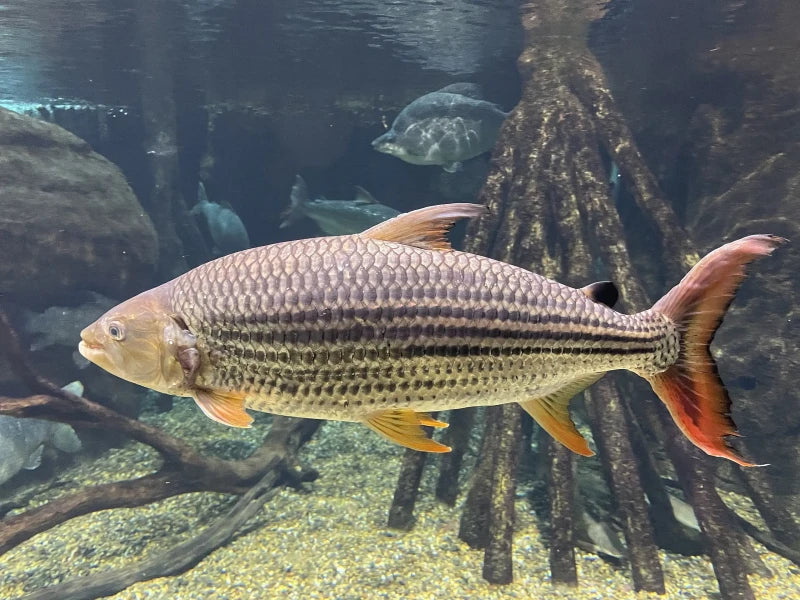 Goliath Tigerfish