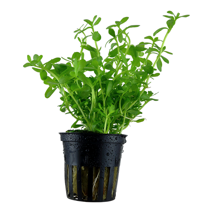 Bacopa Monnieri