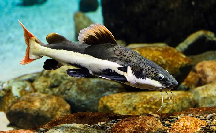 Red Tail Catfish (Special)