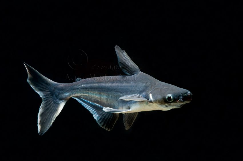 Pangasius 55 cm