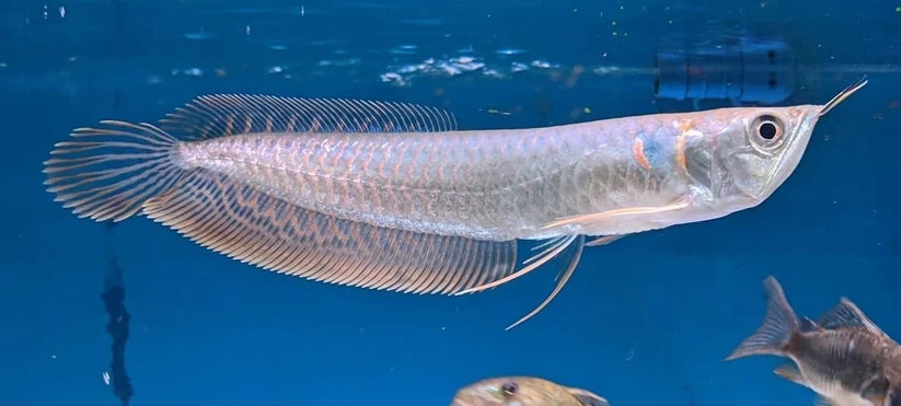 Silver Arowana (Special)