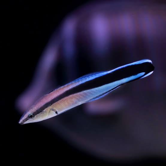 Blue streak