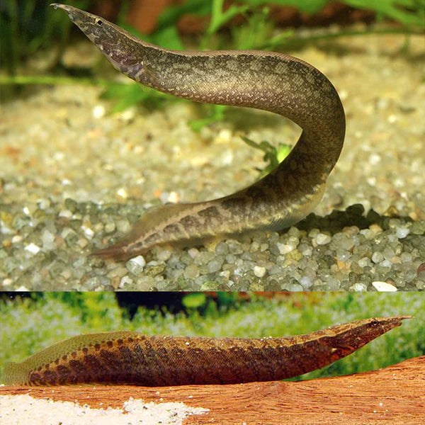 Spiney eel banded