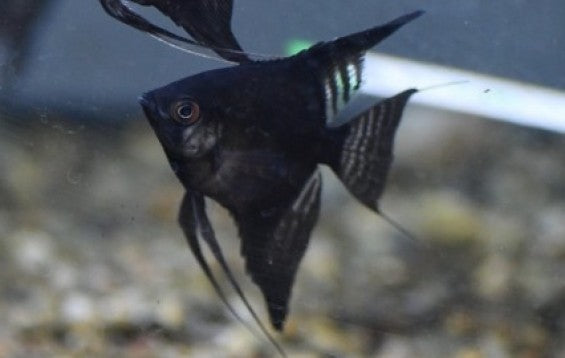 Black angels