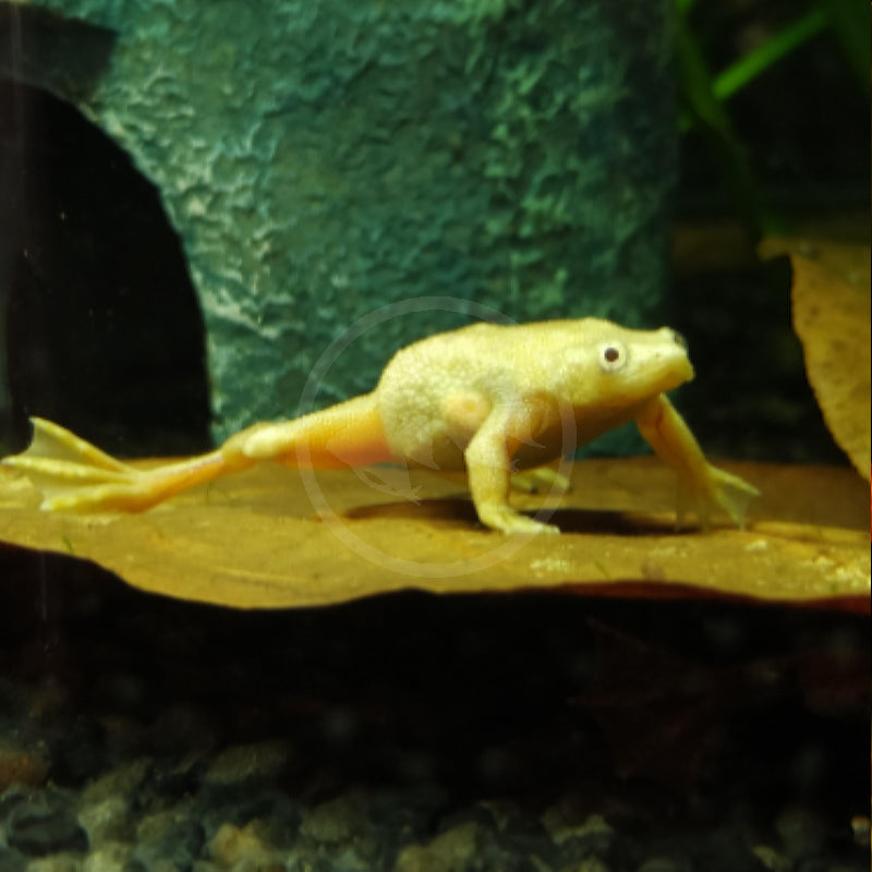 Albino African Dwarf Frog 2cm