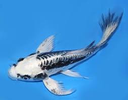 Ghost longfin koi, Butterfly Ghost Koi