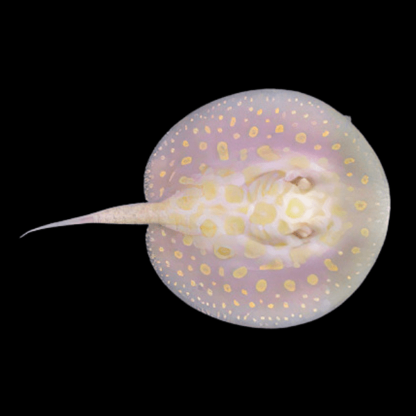 Albino Black Diamond Stingray for Sale South Africa | RSB Aquatics
