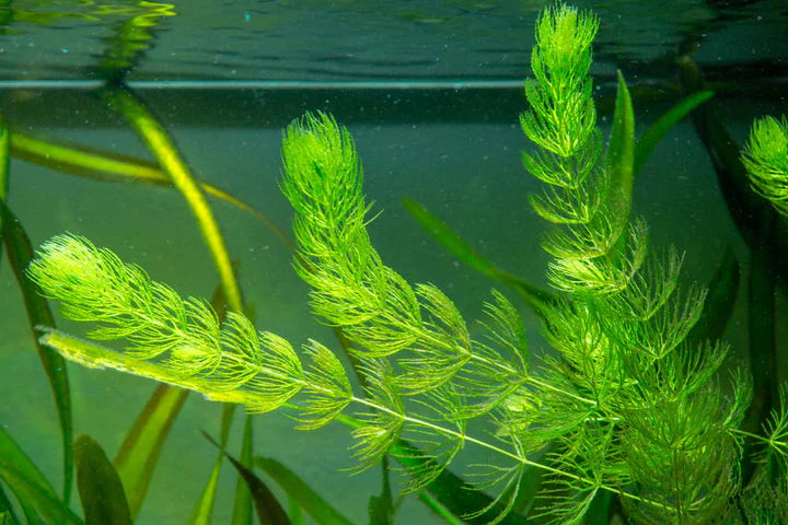 Guppy grass
