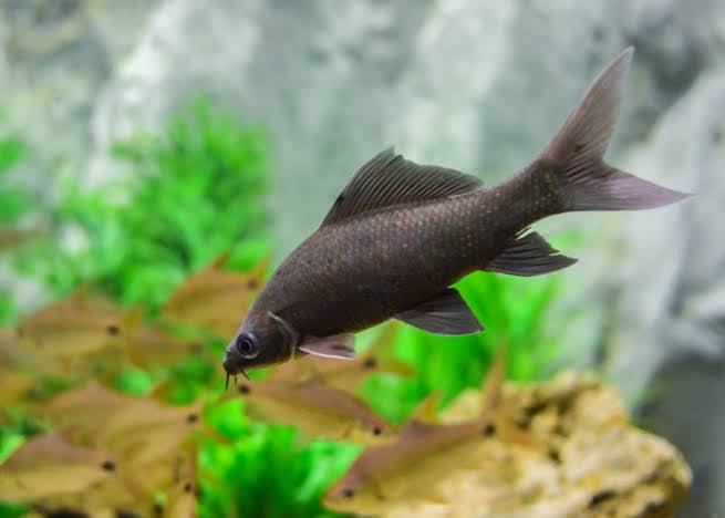 Black shark