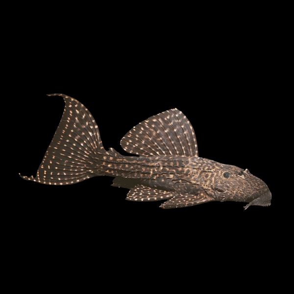 Fancy L pleco