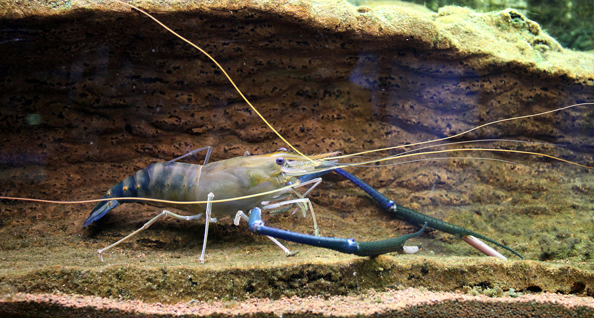 Malaysian prawns