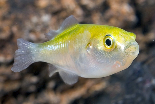 Avocado puffer