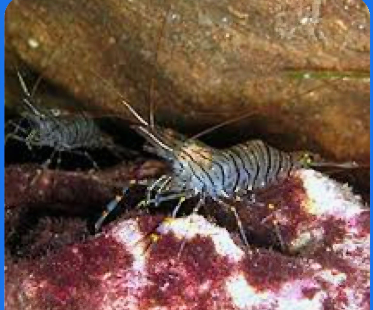 Zebra cleaner shrimp Marine