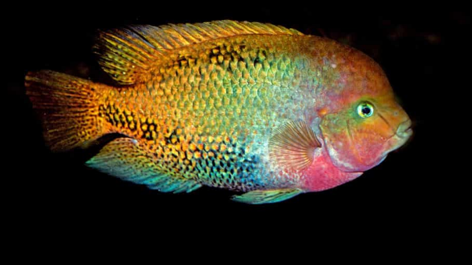 Red head cichlid