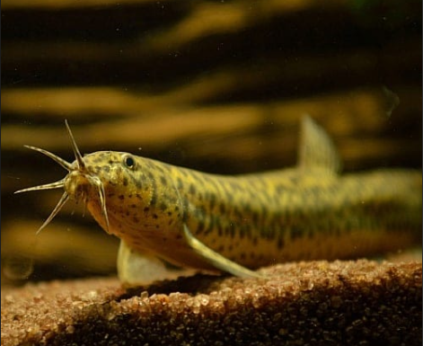 Weather Loach
