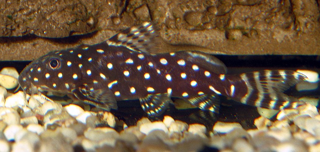 Angelicus catfish