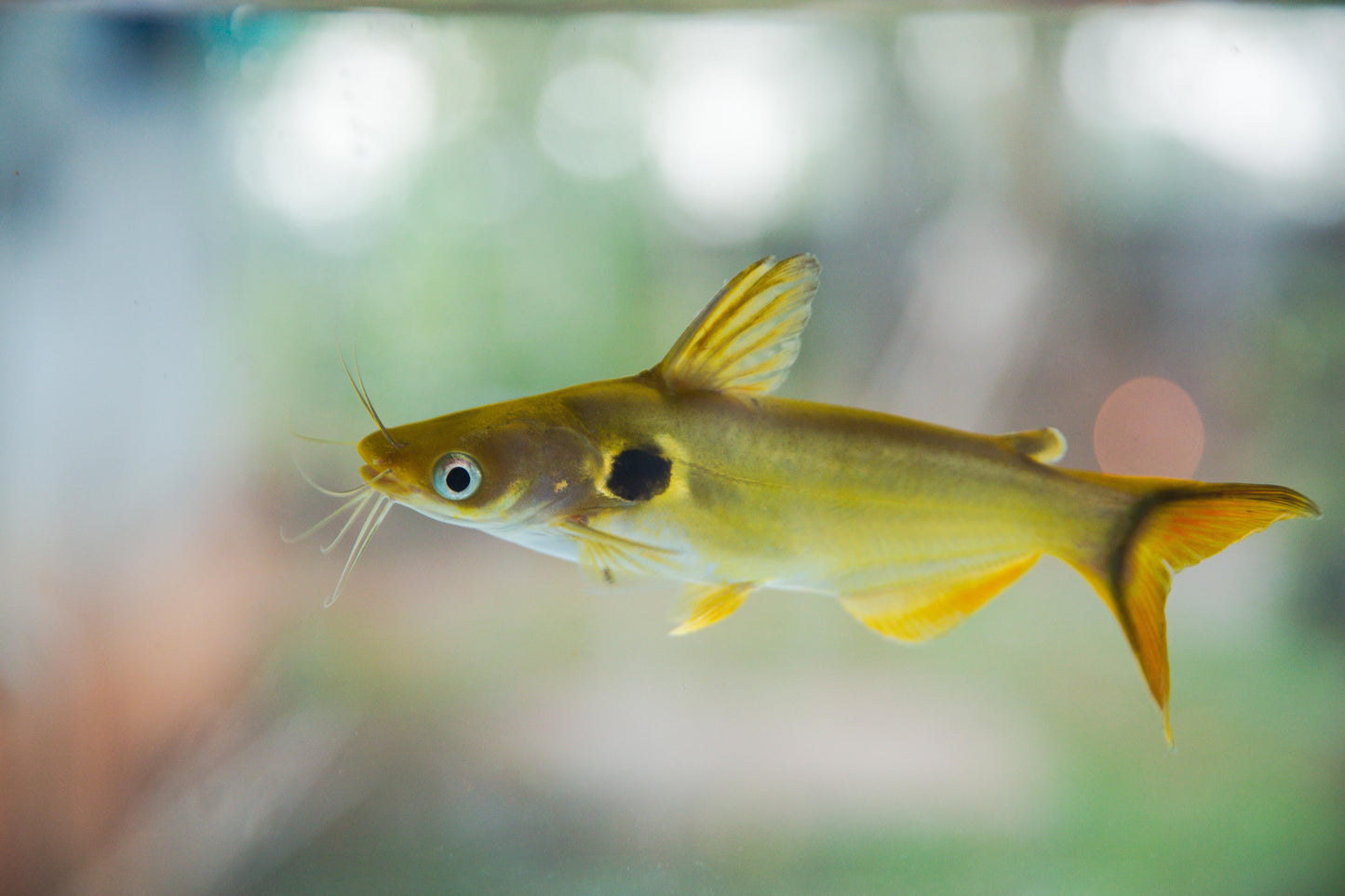Sun catfish