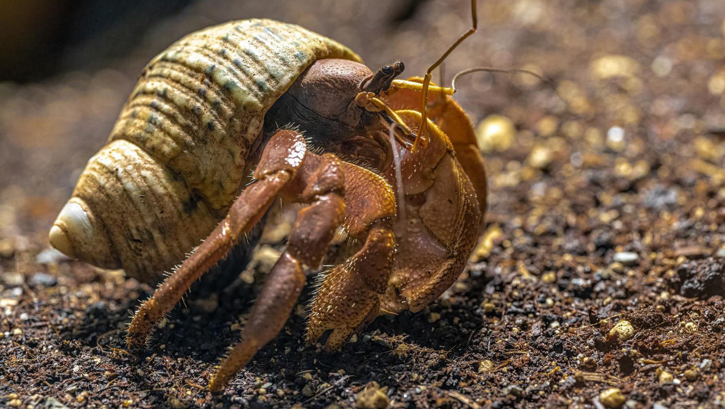 Land Hermit Crab