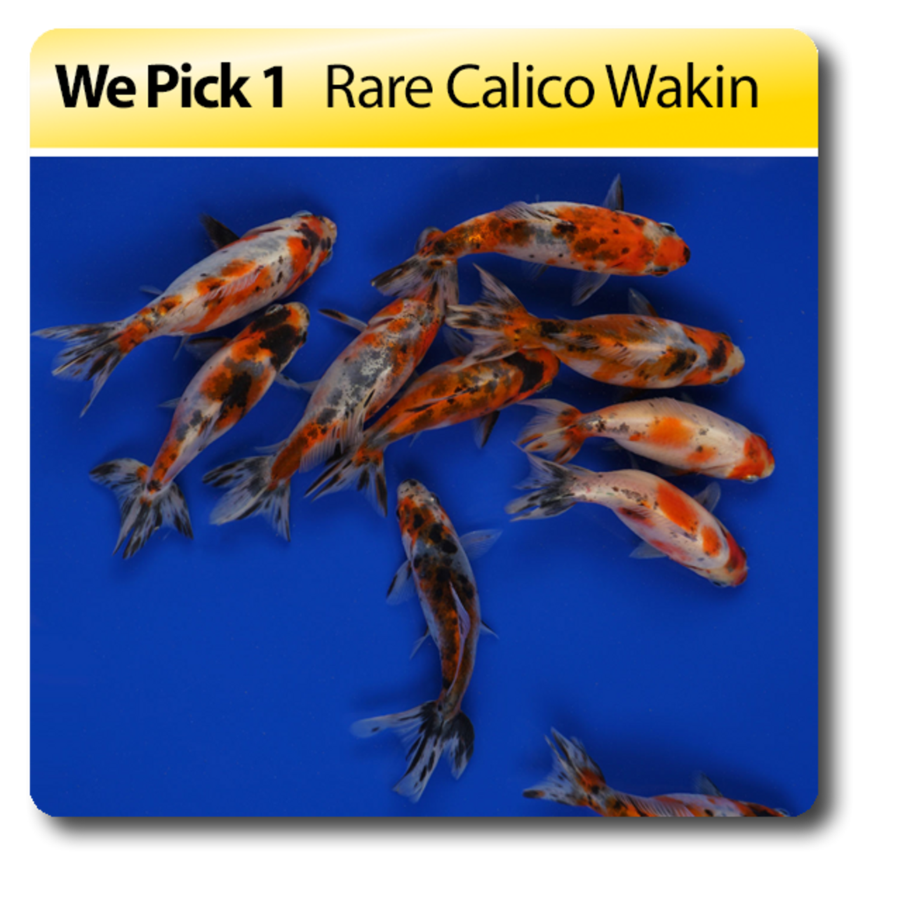 Wakin goldfish