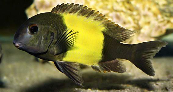 Yellow band cichlid small