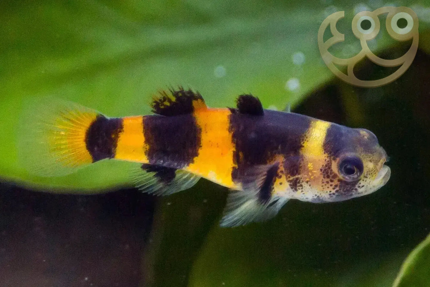 Bumblee bee goby