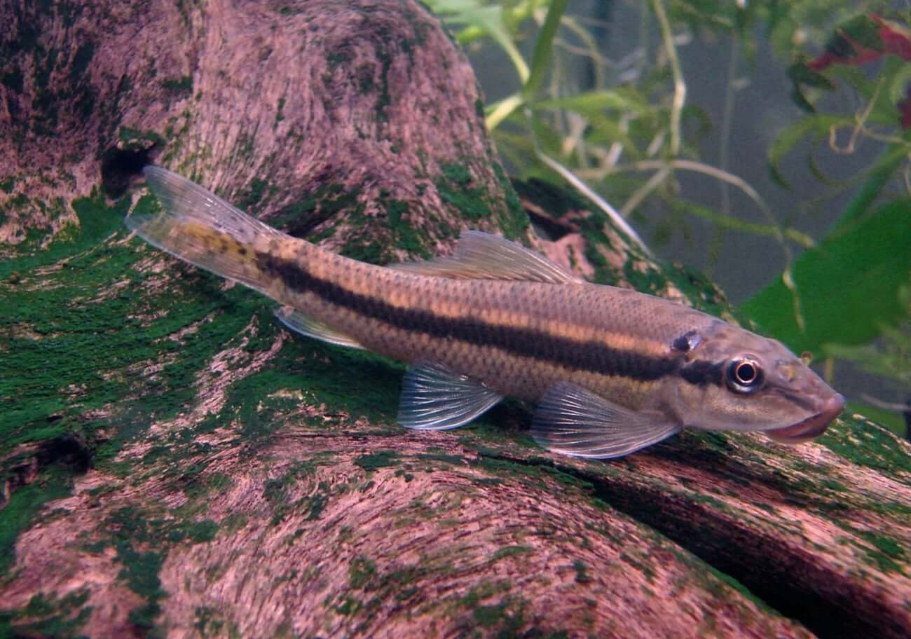 Sieamese Algae Eater