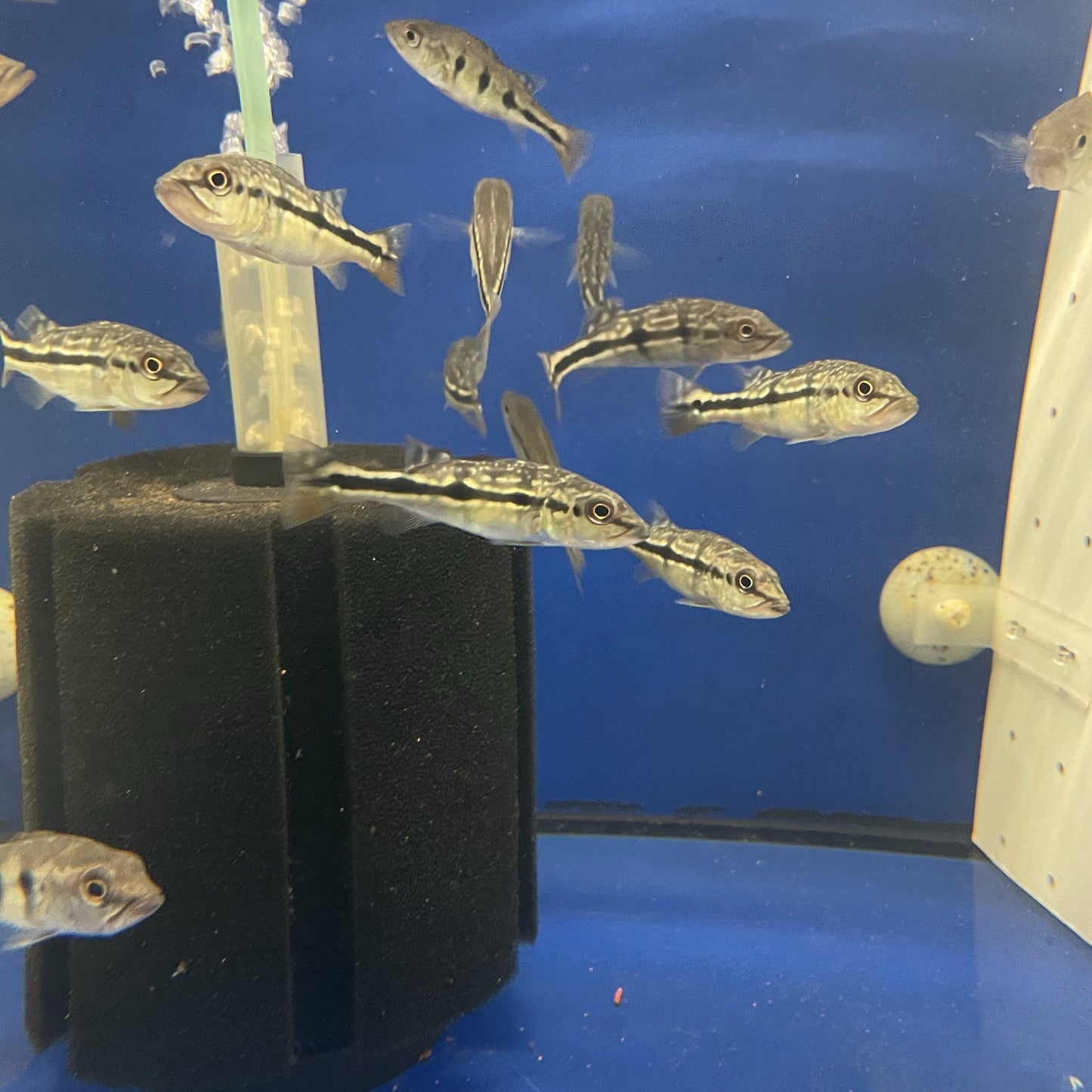Peacock bass