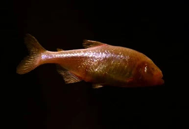 Astyanax jordani (Blind Cave Tetras)