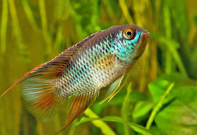 nannacara anomala (Goldeneye cichlid)