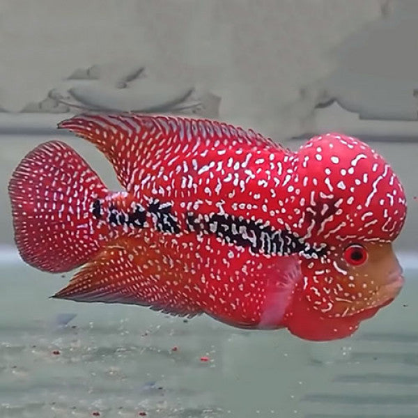 Red Kamfa dilute Flowerhorn