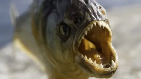Piranha