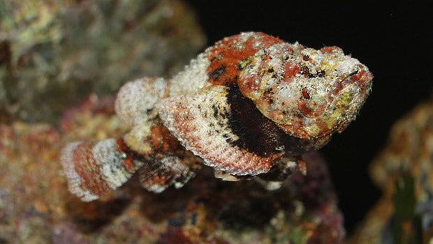 Stonefish assorted