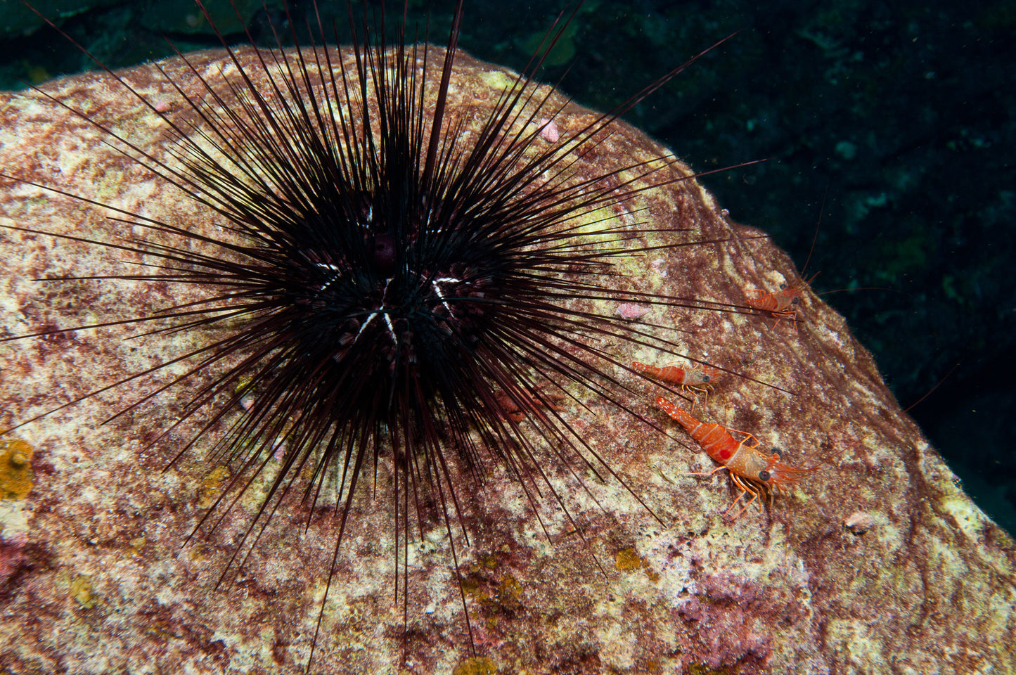 Black urchin