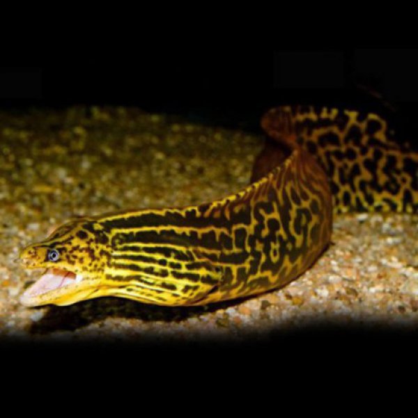 Tiger moray eel (Freshwater)