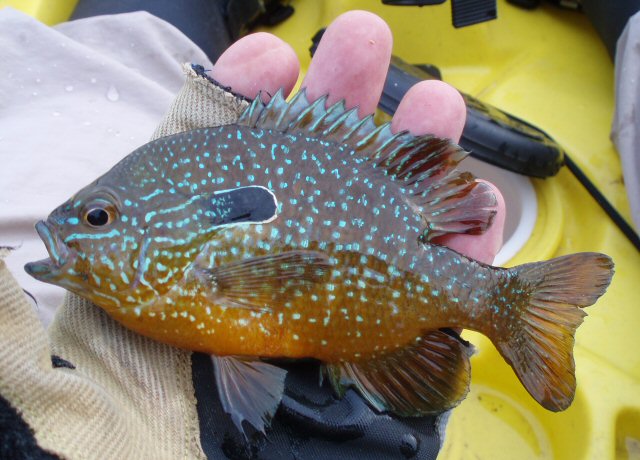 Sun fish