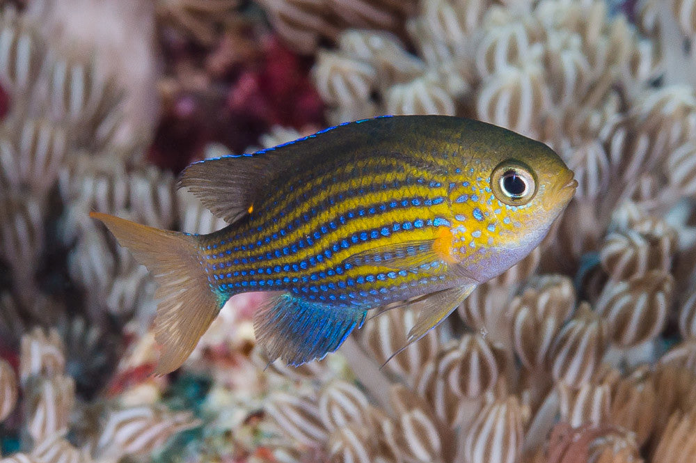Chromis lined