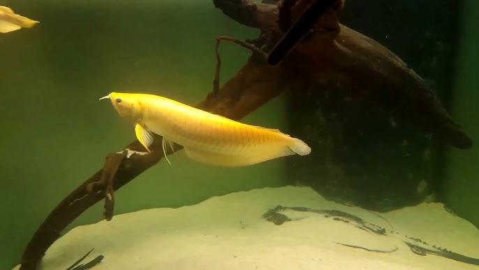 Lutino arowana