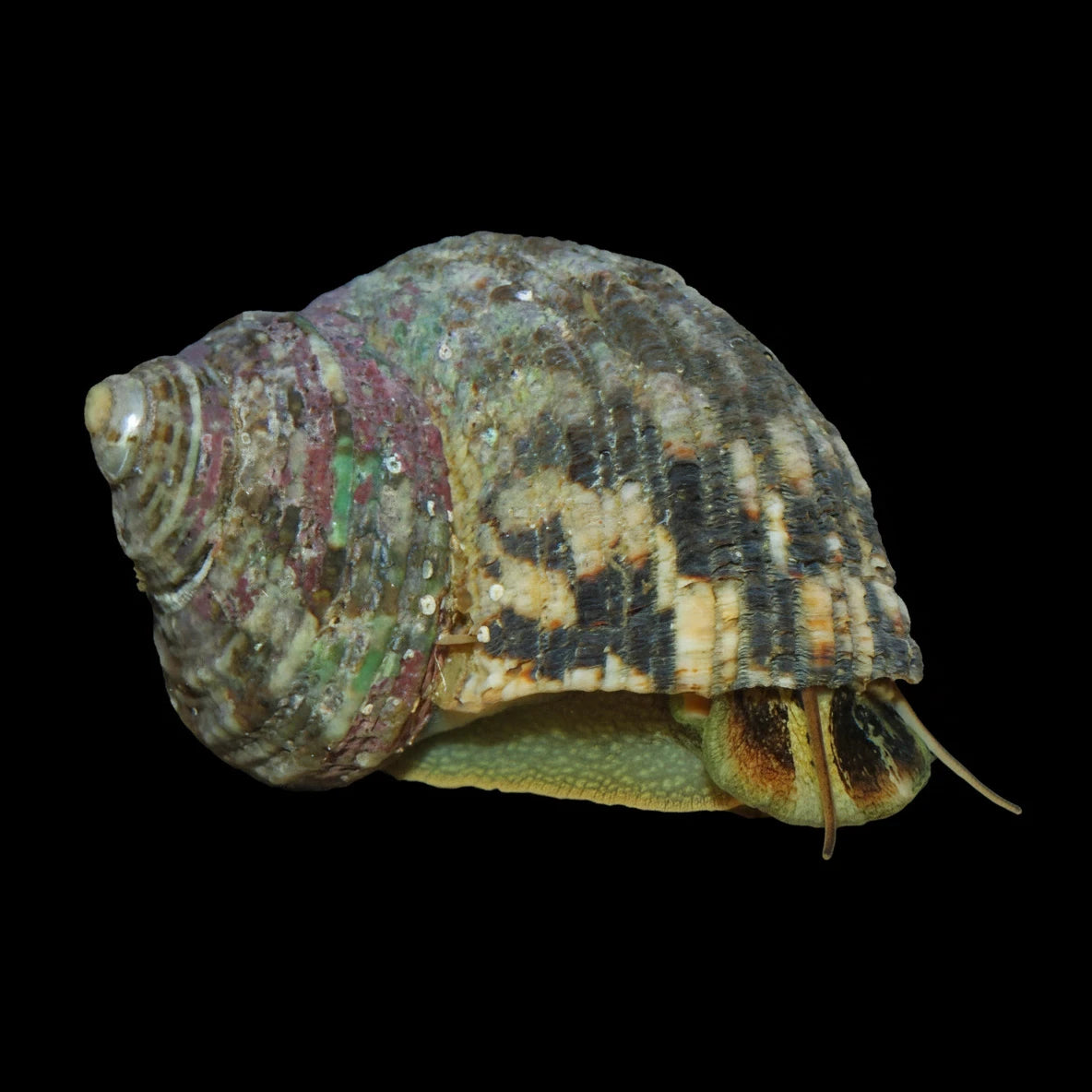Turbo snails marine