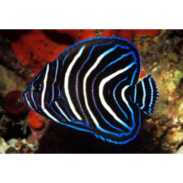 Koran angel fish