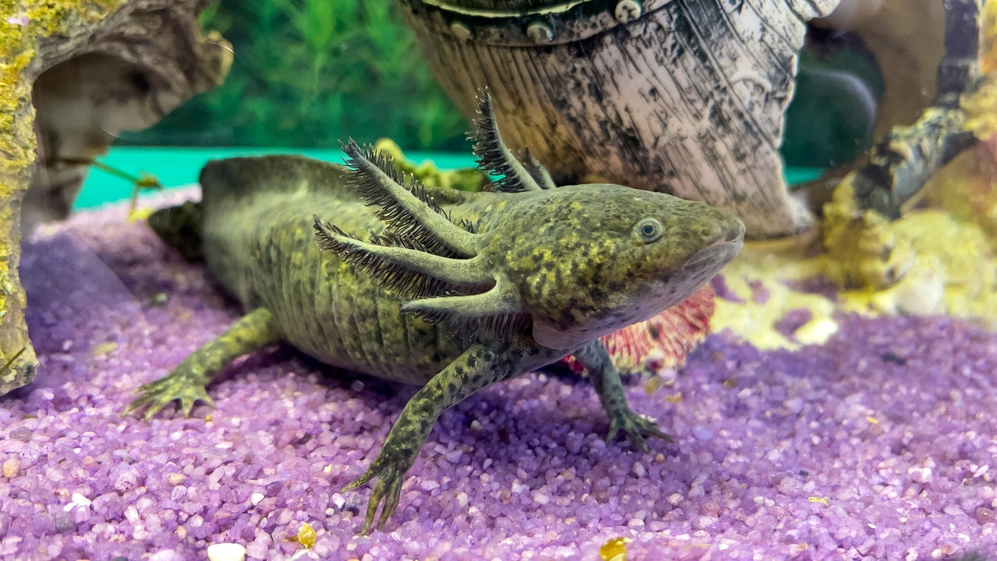Axoloti