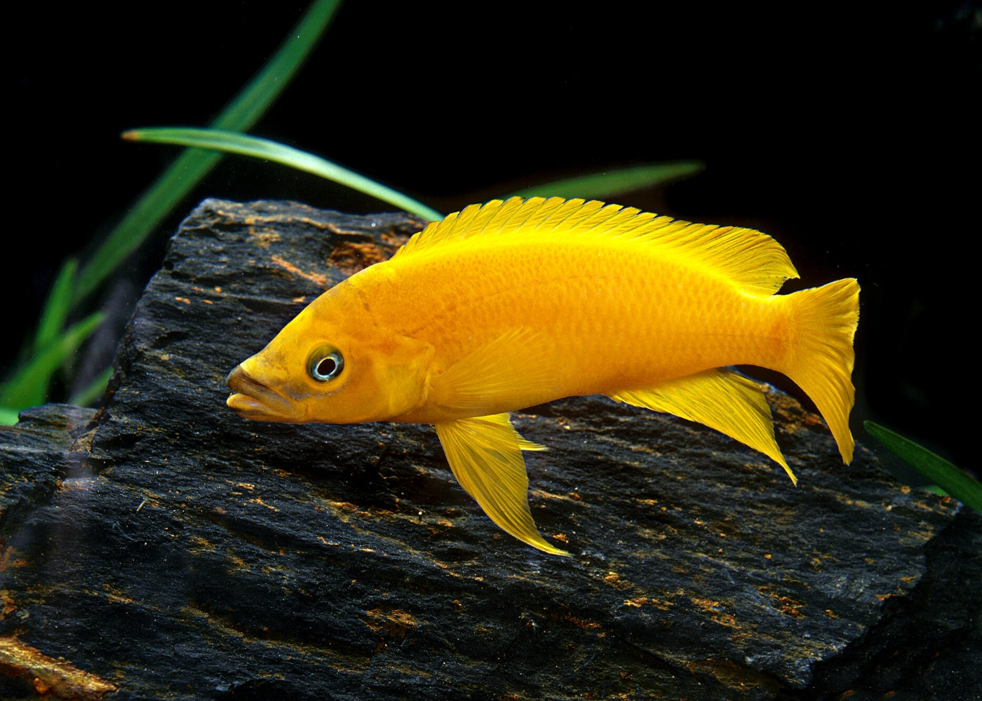 Tanginikans