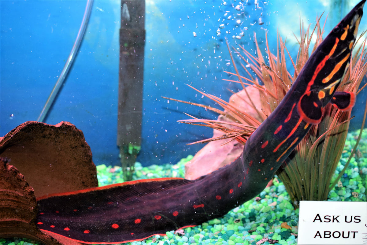 Fire Eel for Sale South Africa | RSB Aquatics