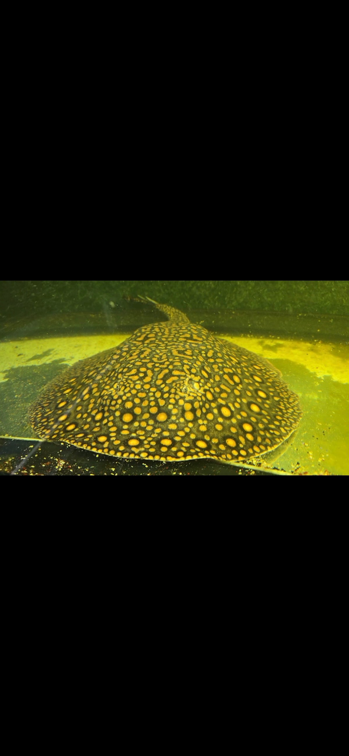 Flower stingray