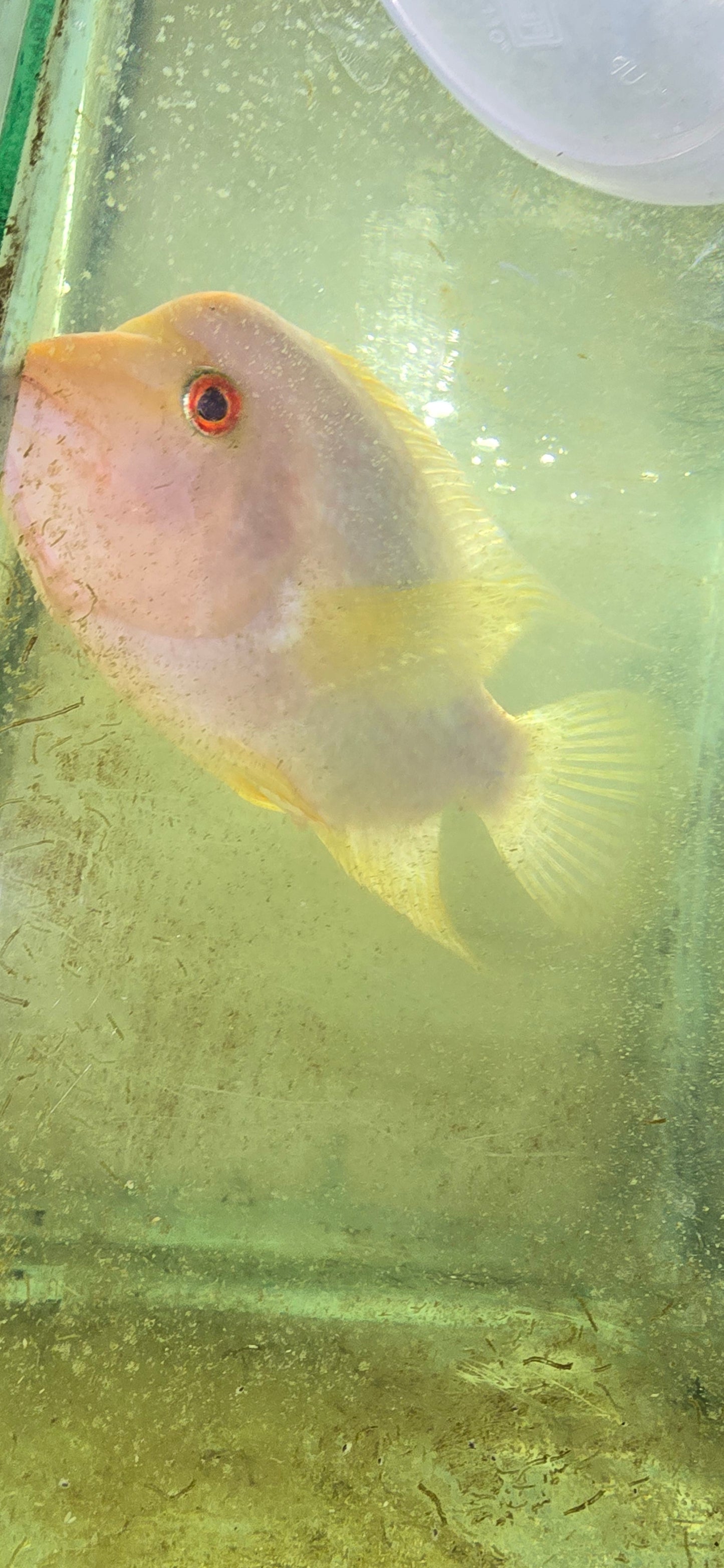 Fader flowerhorn