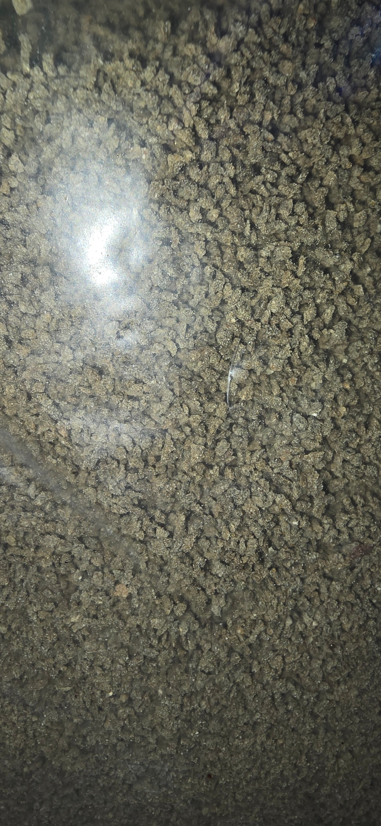 Gene 5 crumble