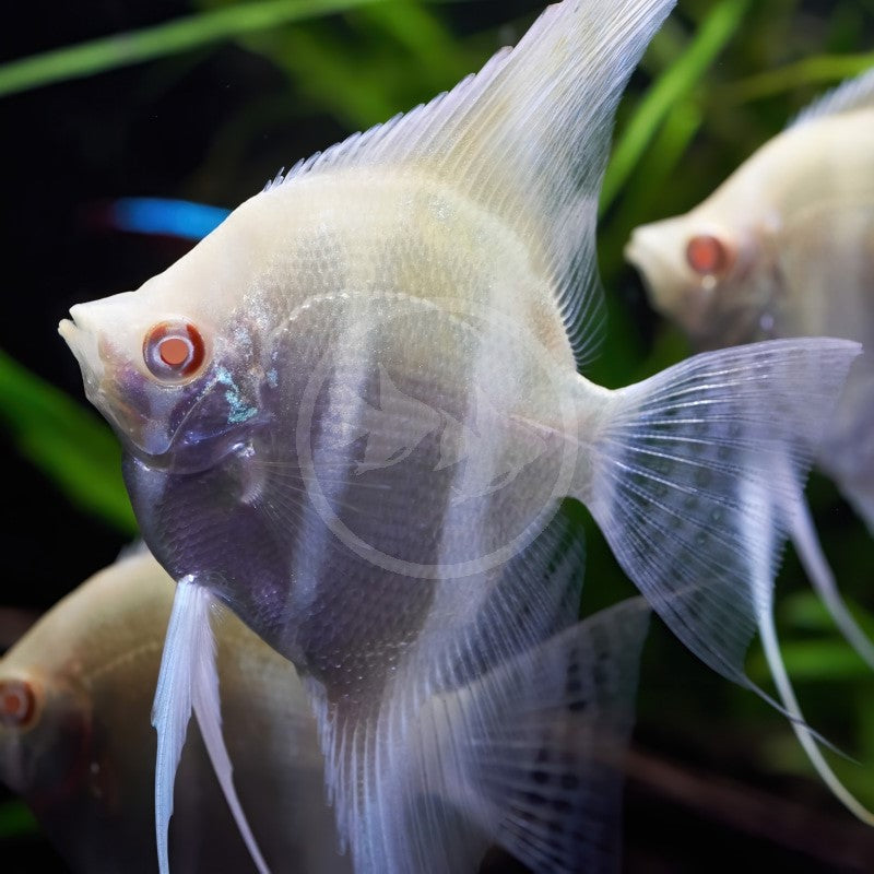 Albino dantum angel