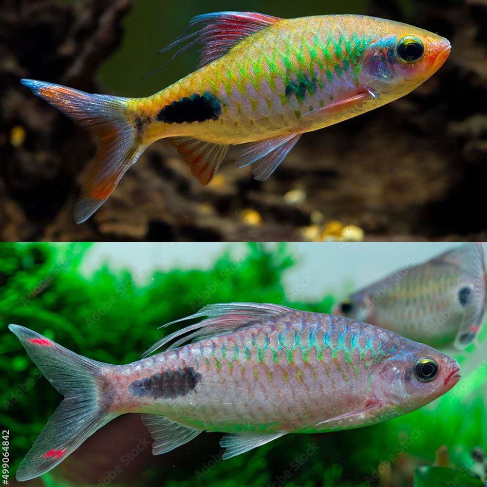 Filament barb