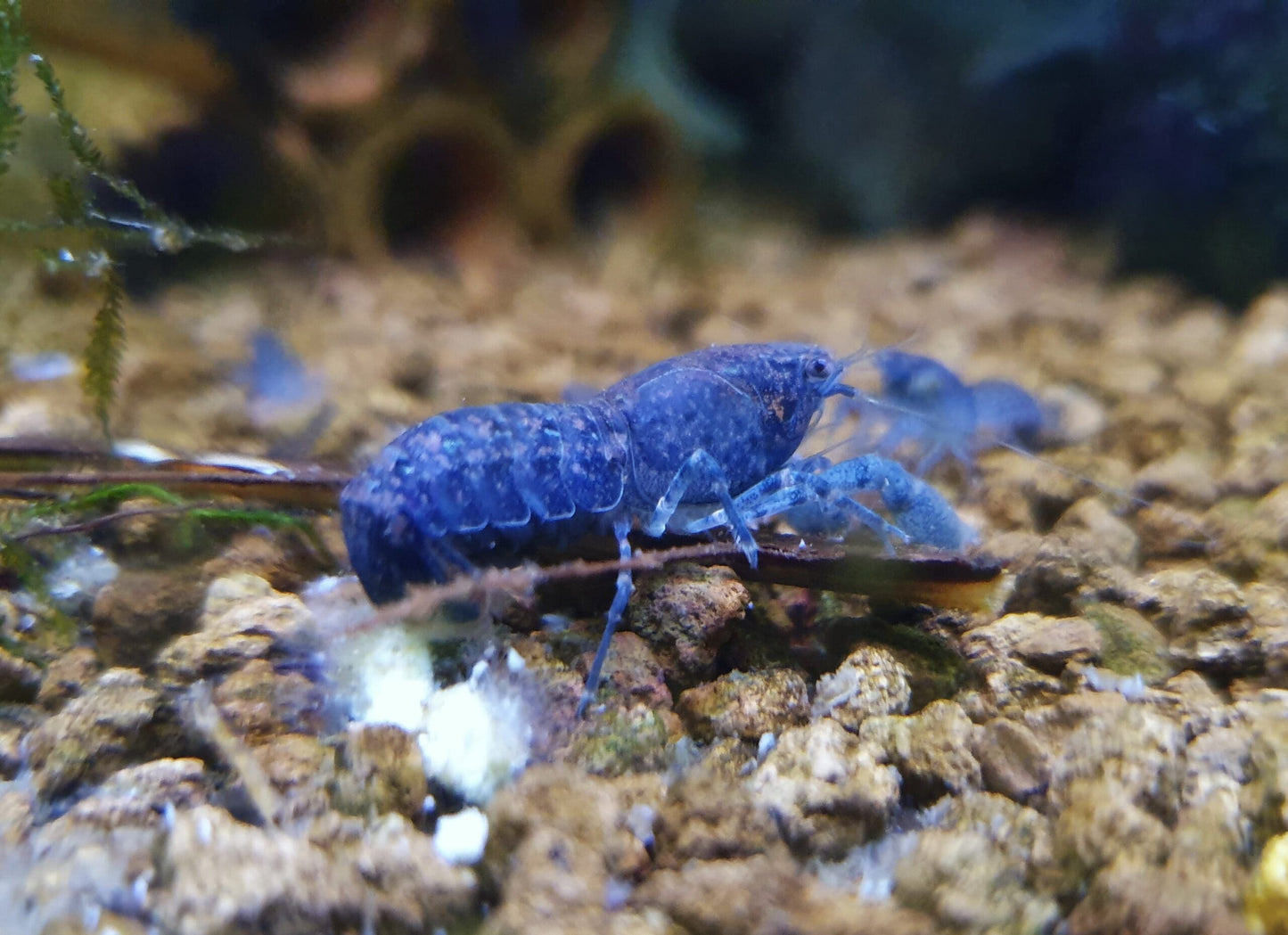 Mexican dwarf lobster